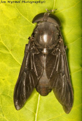 When I opened the back door this morning, a loud buzzing next to my ear proved to be an enormous horse fly, over an inch and a quarter long.