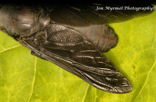 When I opened the back door this morning, a loud buzzing next to my ear proved to be an enormous horse fly, over an inch and a quarter long.