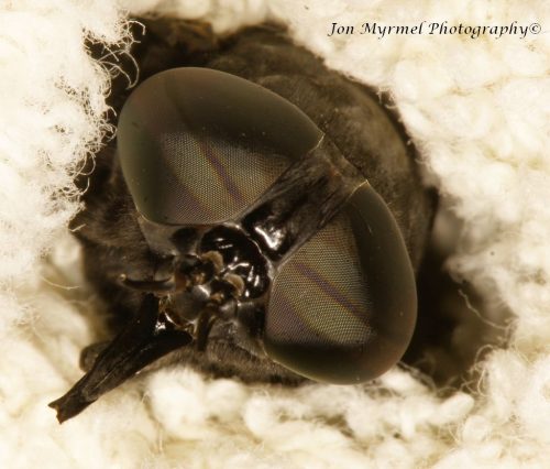 When I opened the back door this morning, a loud buzzing next to my ear proved to be an enormous horse fly, over an inch and a quarter long.