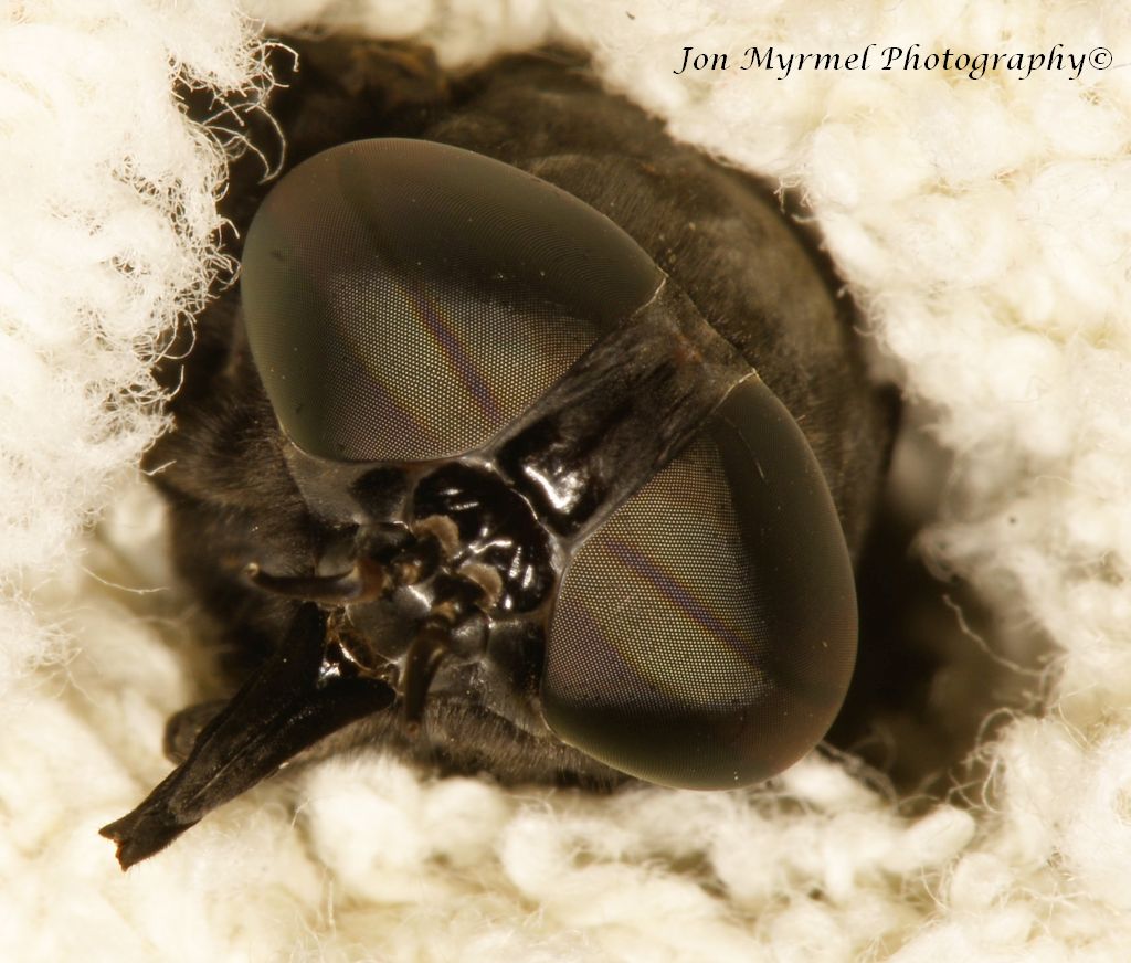 When I opened the back door this morning, a loud buzzing next to my ear proved to be an enormous horse fly, over an inch and a quarter long.