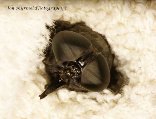 When I opened the back door this morning, a loud buzzing next to my ear proved to be an enormous horse fly, over an inch and a quarter long.