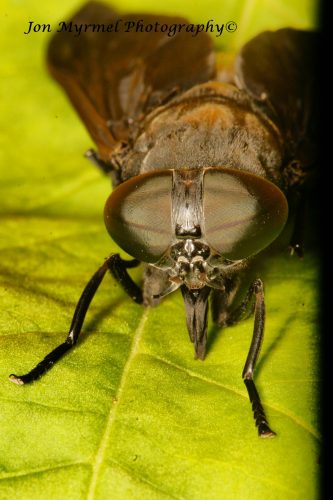 Horse Fly Eyes