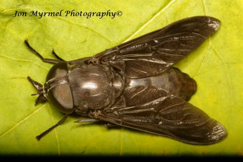 When I opened the back door this morning, a loud buzzing next to my ear proved to be an enormous horse fly, over an inch and a quarter long.