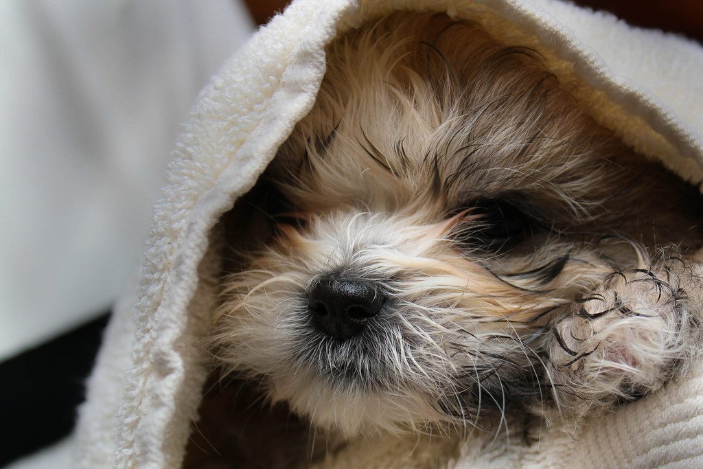 Human Shampoo on Dogs