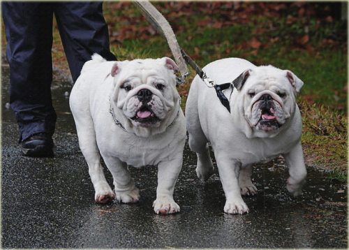 Storm preparedness for pets - Are you ready for anything?