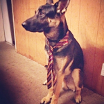 Working German Shepherd Dogs, Not Just a Pretty Face