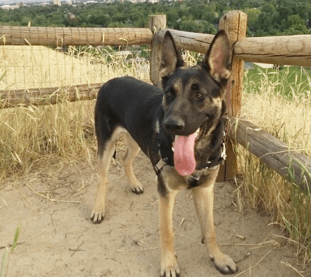 Working German Shepherd Dogs