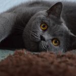 Pregnant Cat? 5 Ways to Make Her Feel More Comfortable
