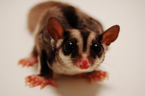 Sugar Glider, GarretTT, Flickr