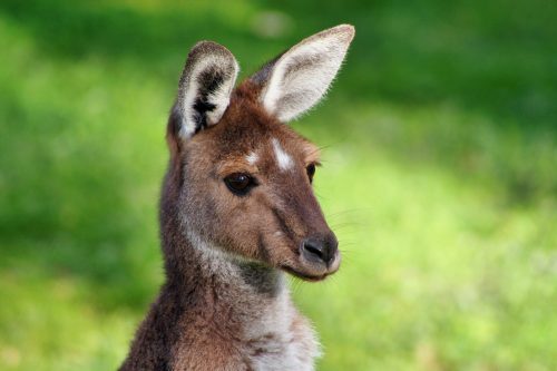 Wallaby, Michael Waters, Unsplash