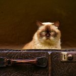 The Ultimate Guide to Moving with Pets