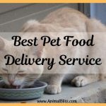 Choosing the Best Pet Food Delivery Service