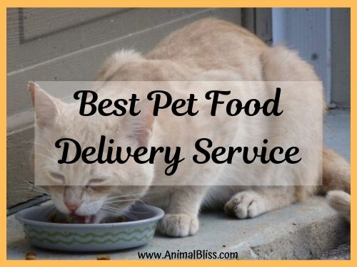 Best Pet Food Delivery Service: Which is it?