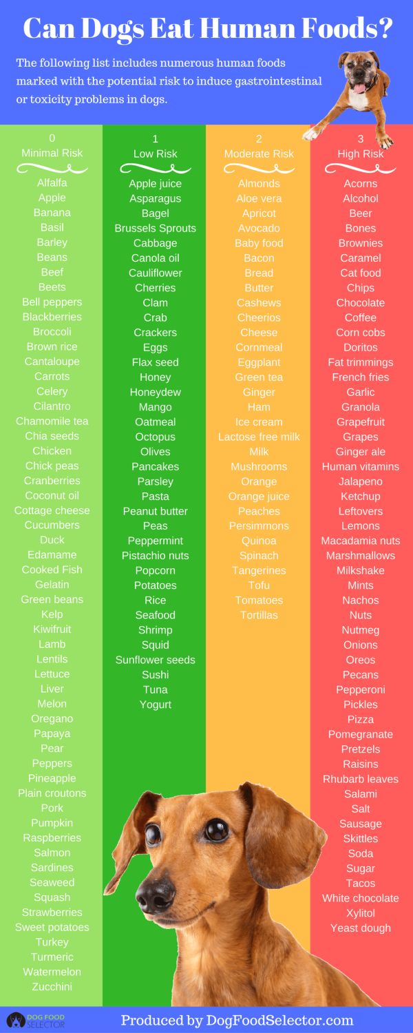 Can Dogs Eat Human Food? Low to High Risk Foods