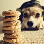 Can Dogs Eat Human Food? Low to High Risk Foods