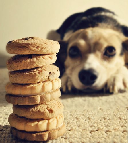 Can dogs eat human food without some consequences?