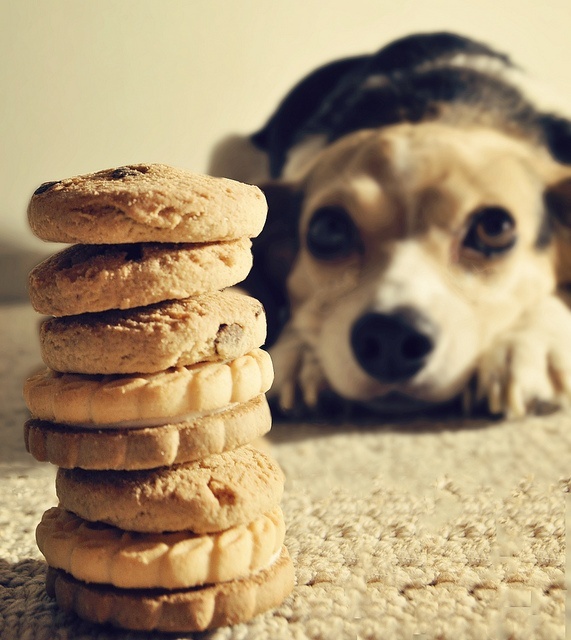Your dog'sCan dogs eat human food without some consequences?
