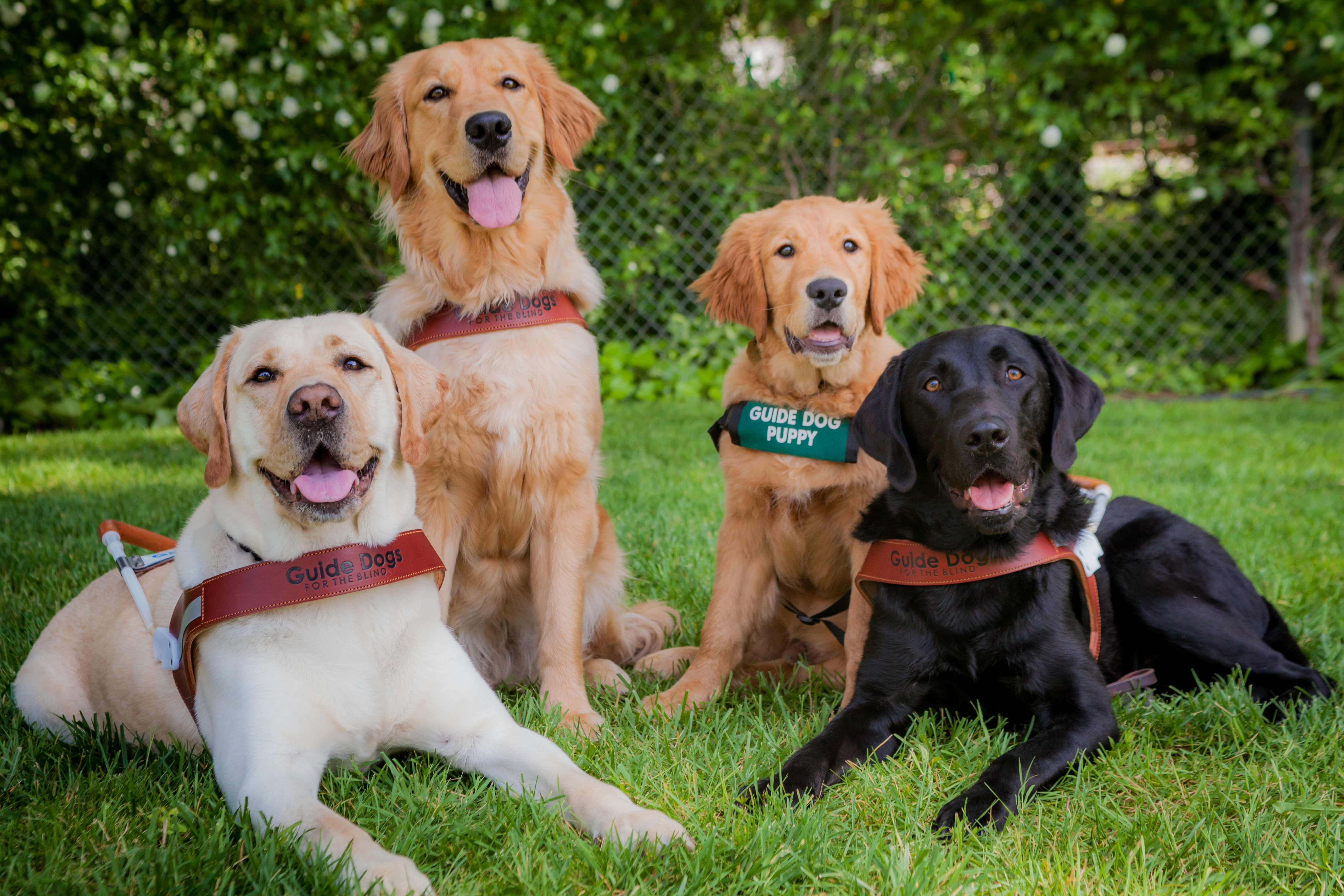 September is National Guide Dog Month - a chance to celebrate and spread awareness about an amazing bond between people who are blind and their guide dogs.