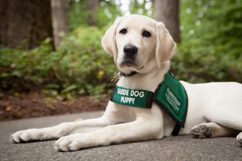 September is National Guide Dog Month - a chance to celebrate and spread awareness about an amazing bond between people who are blind and their guide dogs.