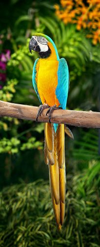Here is a list of ten things to consider before getting a macaw.