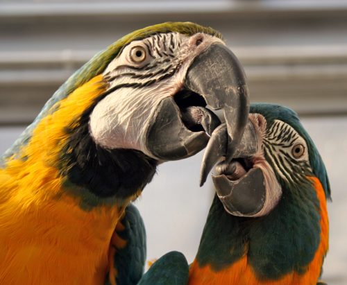 Considering a pet macaw? Read this first!