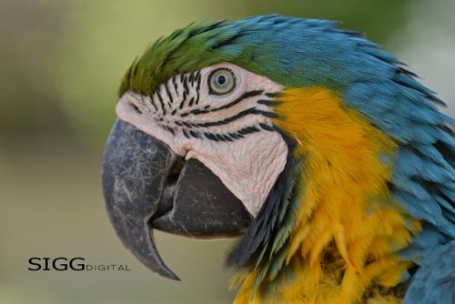 To help you decide if a macaw is the right companion for you, I have compiled a list of ten things to consider before getting a macaw.