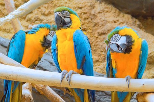 Macaws are colorful, intelligent,Here is a compiled list of ten things to consider before getting a macaw.