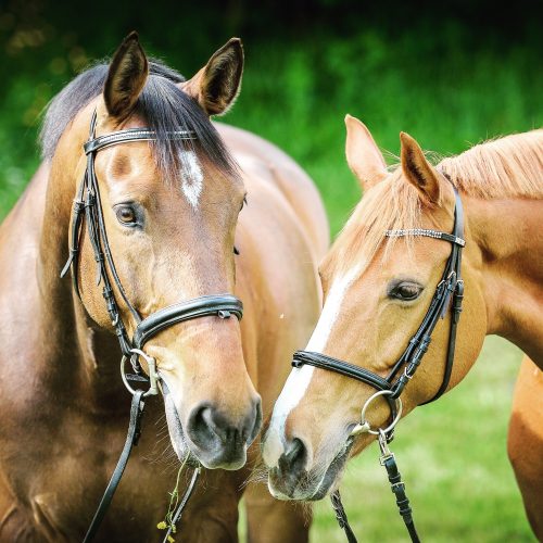Choosing the Right Feed for Your Horse