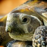 14 Things About Russian Tortoises You Didn’t Know