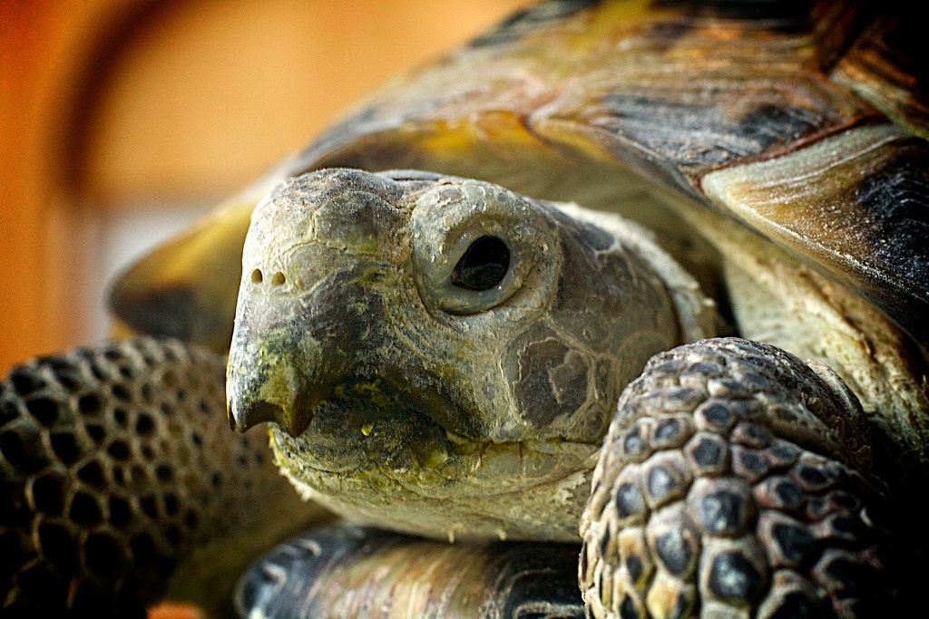 14 Things About Russian Tortoises You Didn't Know