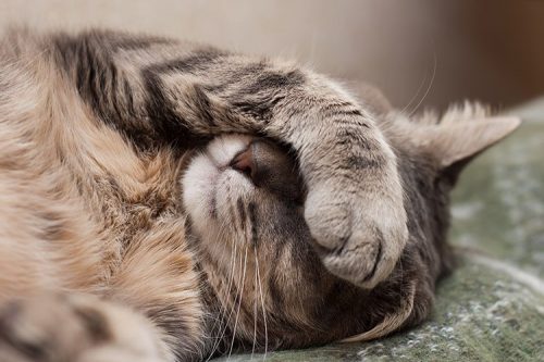 Have a look at a few things that may cause your cat to vomit.