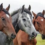 The Cost of Owning a Horse, Care, Maintenance Expenses
