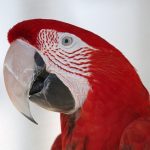 10 Major Things to Consider Before Getting a Macaw
