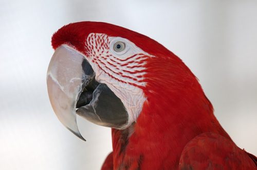 Things to consider before buying a macaw.