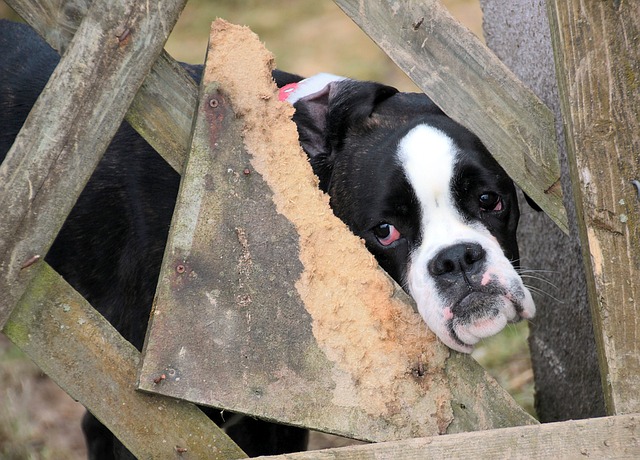 Puppy Mill Awareness Day September 19 is meant to spread awareness of the awful truth behind the puppy mill industry.