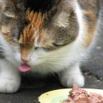 4 Things That May Cause Your Cat to Vomit