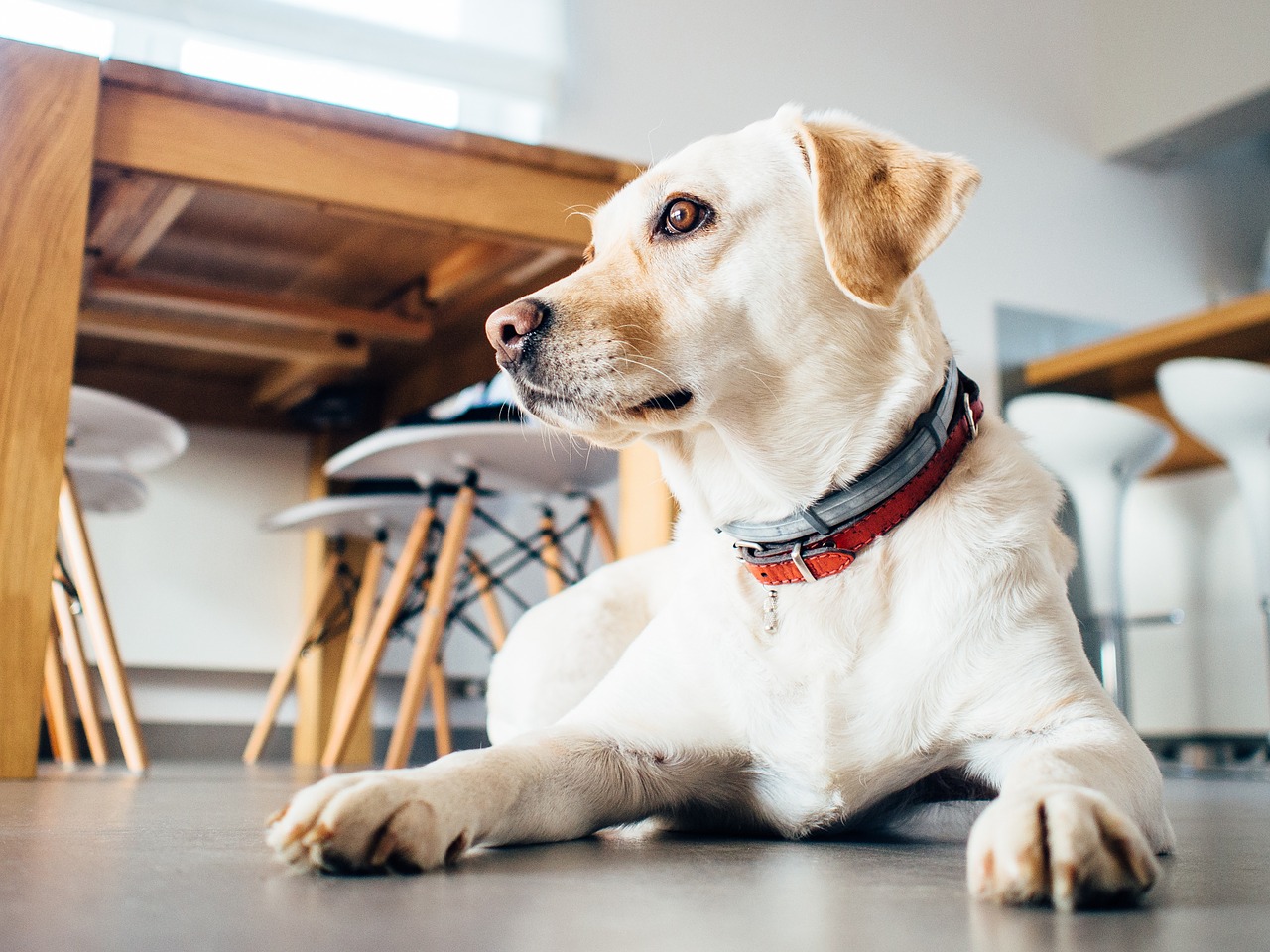 The pet friendly workplace trend is growing as companies realize this brings more motivation, happiness, and well-being to their employees.