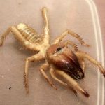 Camel Spider Bite Facts and Information