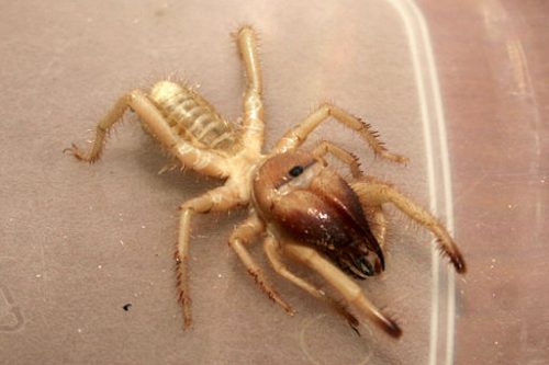 True facts about camel spider bites