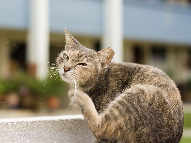 Does Your Cat have Fleas and Flea Eggs?