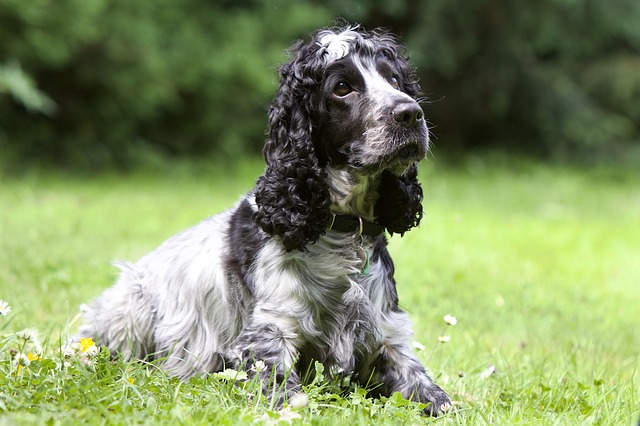 Spaniel Dog Breed: What is a Spaniel?