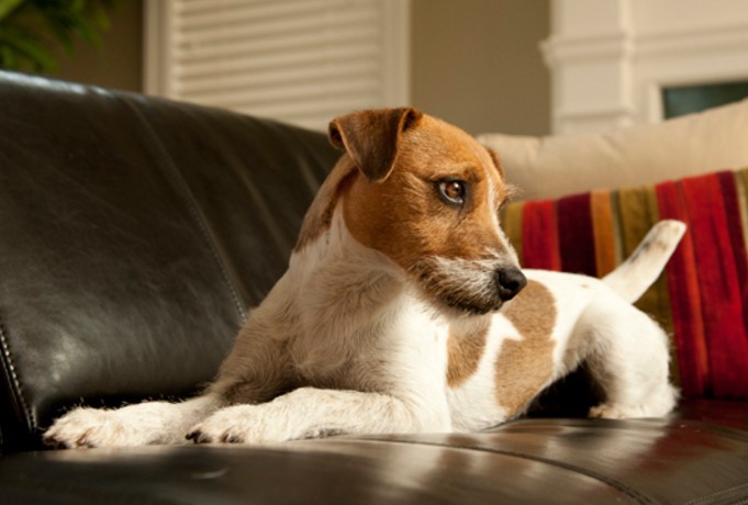 Are your dogs constantly hogging your chair and shedding hair all over it? Here are 5 ways to keep your dog off the couch, once and for all.