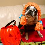Dogs, Chocolate and Candy: Halloween Safety Tips