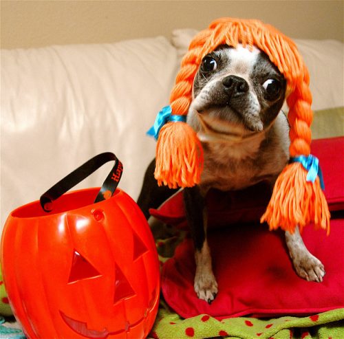 Halloween safety tips to keep your dog safer this year. 