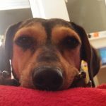Pretty and Me: Our Rescue Story