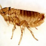 Does Your Cat have Fleas and Flea Eggs?