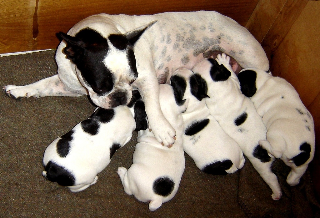 Canine Pyometra : a Real Danger for Reproductive Females - Canine Pyometra : a Real Danger for Reproductive Females -