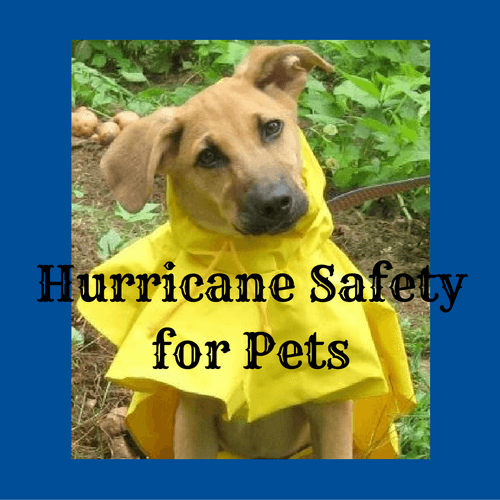 Hurricane safety for your pets is about setting up an Animal Disaster Plan that includes them before the next disaster arrives.