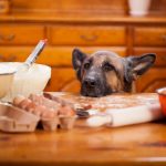 Raw Food for Dogs with Kidney Failure