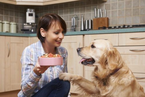 Food for dogs with kidney failure should not be the same as the food you are giving your healthy canines.